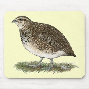Coturnix Quail Hen Muismat