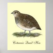 Coturnix Quail Hen Poster (Voorkant)