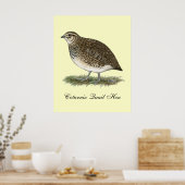 Coturnix Quail Hen Poster (Keuken)