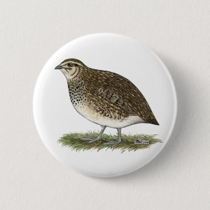 Coturnix Quail Hen Ronde Button 5,7 Cm