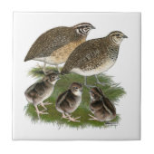 Coturnix Quail Tegeltje (Voorkant)