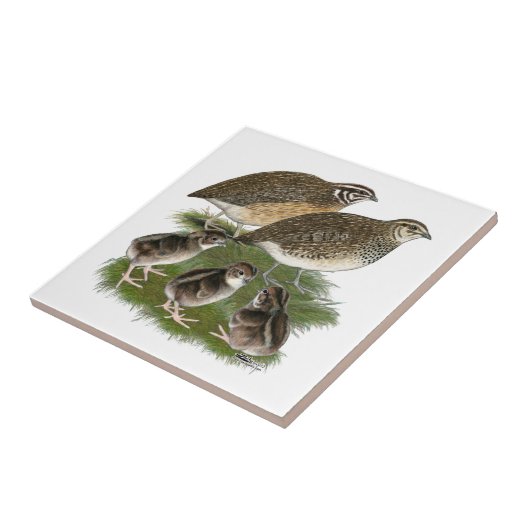 Coturnix Quail Tegeltje (Zijkant)