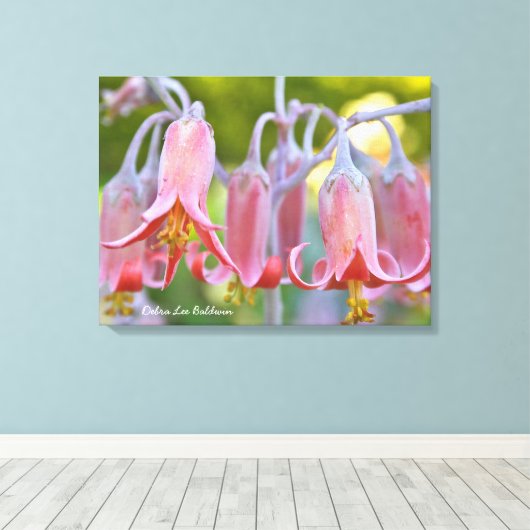 Cotyledon Bloemen van Debra Lee Baldwin Canvas Afdruk (Insitu (Houten vloer))