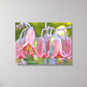 Cotyledon Bloemen van Debra Lee Baldwin Canvas Afdruk (Voorkant)