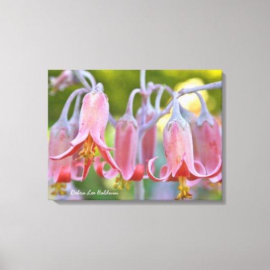 Cotyledon Bloemen van Debra Lee Baldwin Canvas Afdruk (Voorkant)