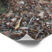 Coues' Agave ~Print~ Poster (Hoek)