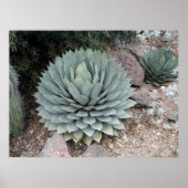 Coues' Agave ~Print~ Poster (Voorkant)