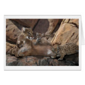 Cougar (Voorkant Horizontaal)