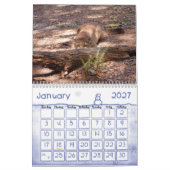 Cougar 001 Cougar Kalender (Jan 2027)
