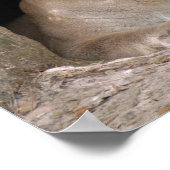 Cougar 012 poster (Hoek)