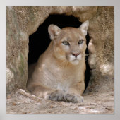 Cougar 012 poster (Voorkant)