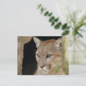 Cougar 013 briefkaart (Staand voorkant)