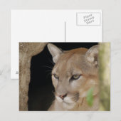 Cougar 013 briefkaart (Voorkant / Achterkant)