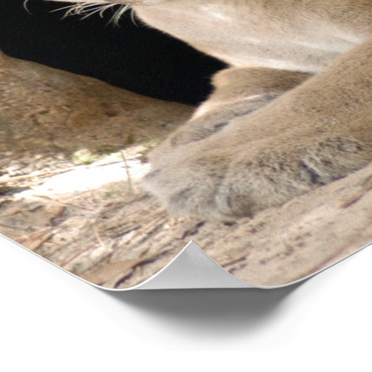 Cougar 014 poster (Hoek)