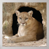 Cougar 014 poster (Voorkant)