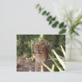 Cougar 020 briefkaart (Staand voorkant)