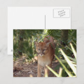 Cougar 020 briefkaart (Voorkant / Achterkant)