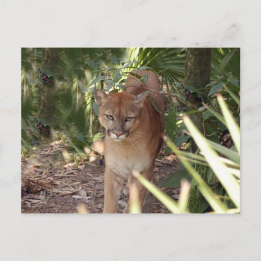 Cougar 020 briefkaart (Voorkant)