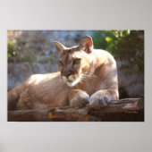 Cougar 1 poster (Voorkant)