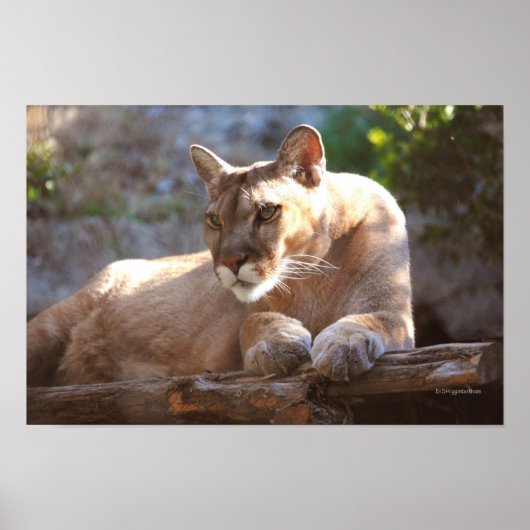 Cougar 1 poster (Voorkant)