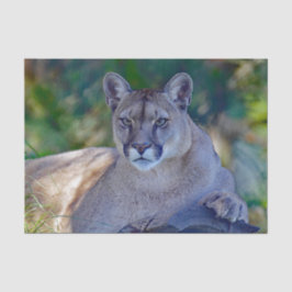 Cougar 2 Weefselpapier Tissuepapier