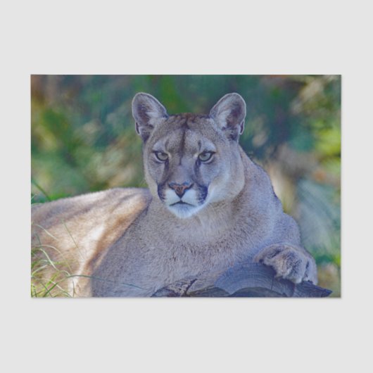 Cougar 2 Weefselpapier Tissuepapier (Voorkant)