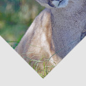 Cougar 2 Weefselpapier Tissuepapier (Detail)