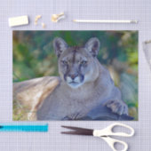 Cougar 2 Weefselpapier Tissuepapier (Craft)
