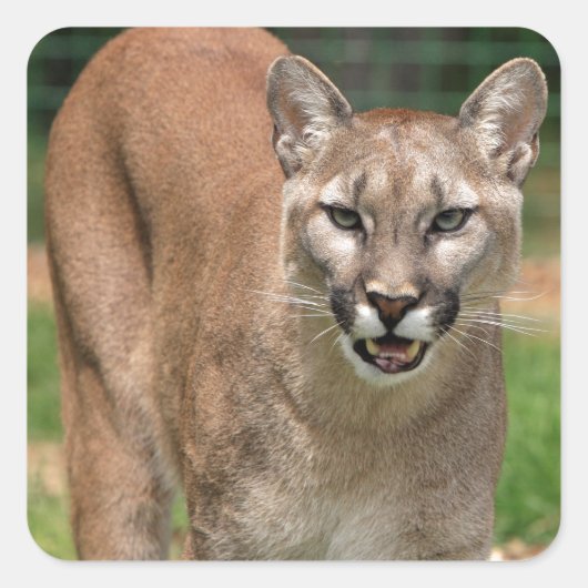 Cougar, berleeuw vierkante sticker (Voorkant)