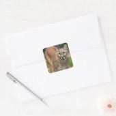 Cougar, berleeuw vierkante sticker (Envelop)