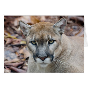 Cougar, berlion, Florida panther, Puma