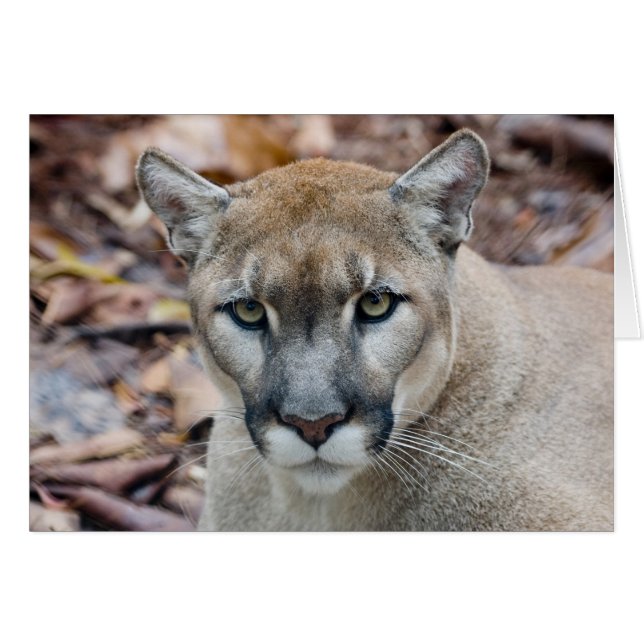 Cougar, berlion, Florida panther, Puma (Voorkant Horizontaal)
