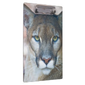 Cougar, berlion, Florida panther, Puma 2 Klembord (Rechts)