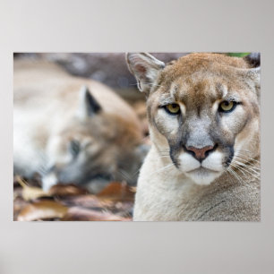 Cougar, berlion, Florida panther, Puma 2 Poster