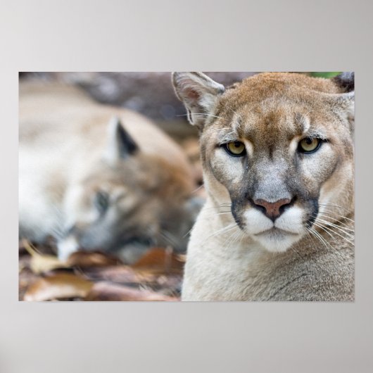 Cougar, berlion, Florida panther, Puma 2 Poster (Voorkant)