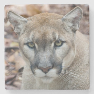 Cougar, berlion, Florida panther, Puma 2 Stenen Onderzetter