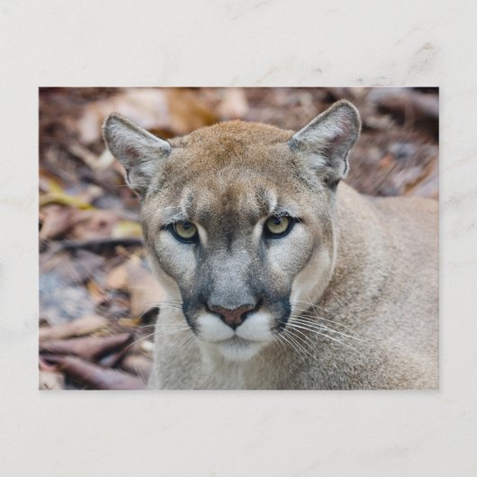 Cougar, berlion, Florida panther, Puma Briefkaart (Voorkant)