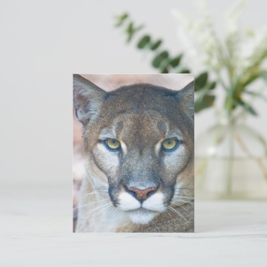 Cougar, berlion, Florida panther, Puma Briefkaart (Staand voorkant)