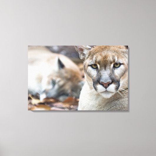 Cougar, berlion, Florida panther, Puma Canvas Afdruk (Voorkant)