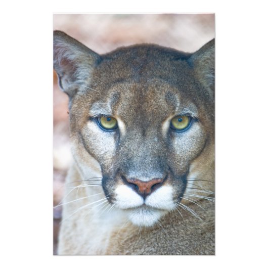 Cougar, berlion, Florida panther, Puma Foto Afdruk (Voorkant)