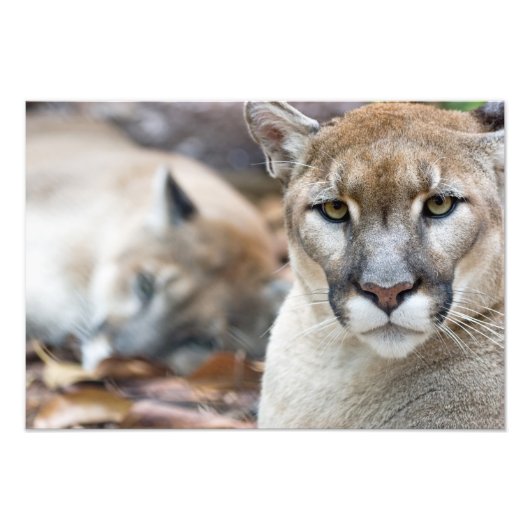 Cougar, berlion, Florida panther, Puma Foto Afdruk (Voorkant)