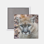 Cougar, berlion, Florida panther, Puma Magneet (Voorkant / Achterkant)