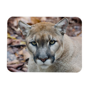 Cougar, berlion, Florida panther, Puma Magneet