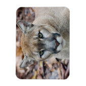 Cougar, berlion, Florida panther, Puma Magneet (Verticaal)
