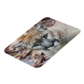 Cougar, berlion, Florida panther, Puma Magneet (Linkerzijde)