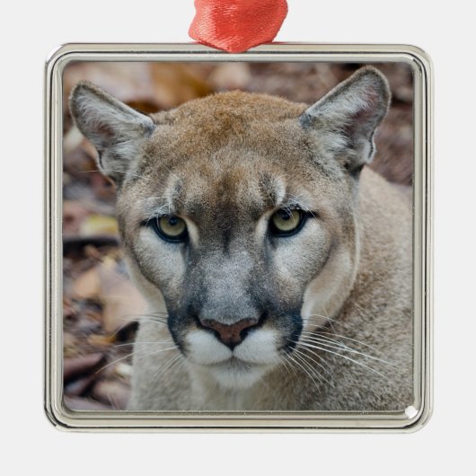 Cougar, berlion, Florida panther, Puma Metalen Ornament (Voorkant)