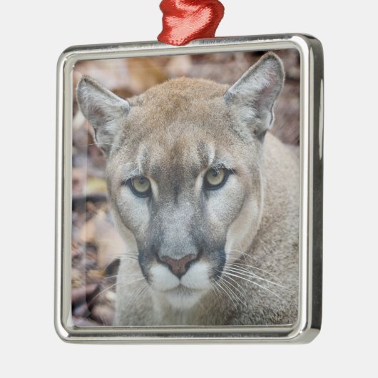 Cougar, berlion, Florida panther, Puma Metalen Ornament (Links)