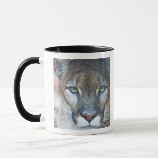 Cougar, berlion, Florida panther, Puma Mok (Links)