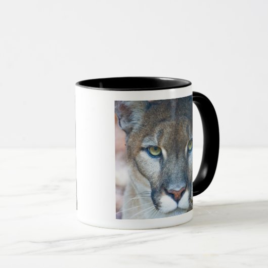 Cougar, berlion, Florida panther, Puma Mok (Voorkant rechts)