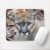 Cougar, berlion, Florida panther, Puma Muismat (Met muis)